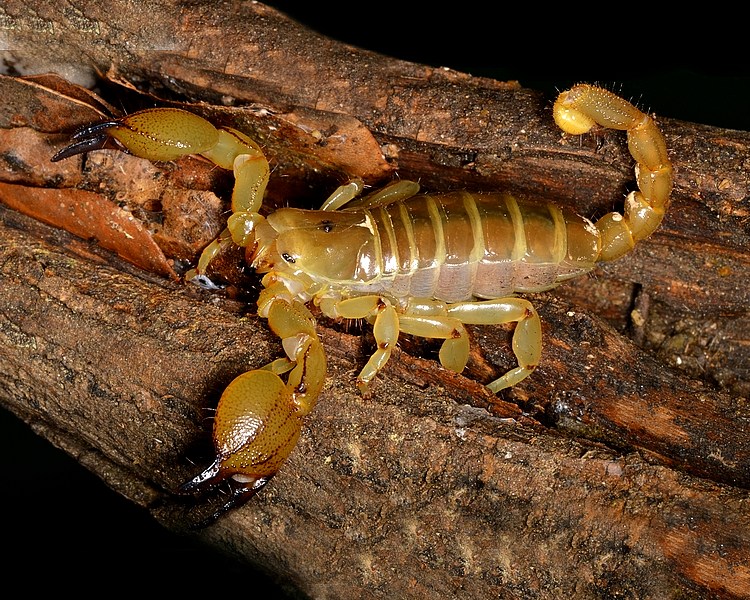 Gold Large Claw Scorpion ~ Juvenile